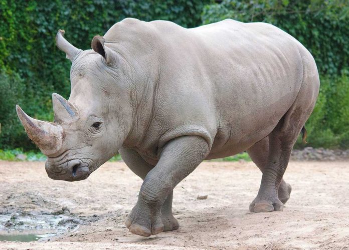 Rhinos on the Loose in Nebraska