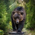 Country Singer Finds Bear in Garage