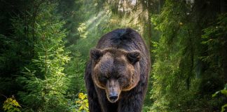 Country Singer Finds Bear in Garage