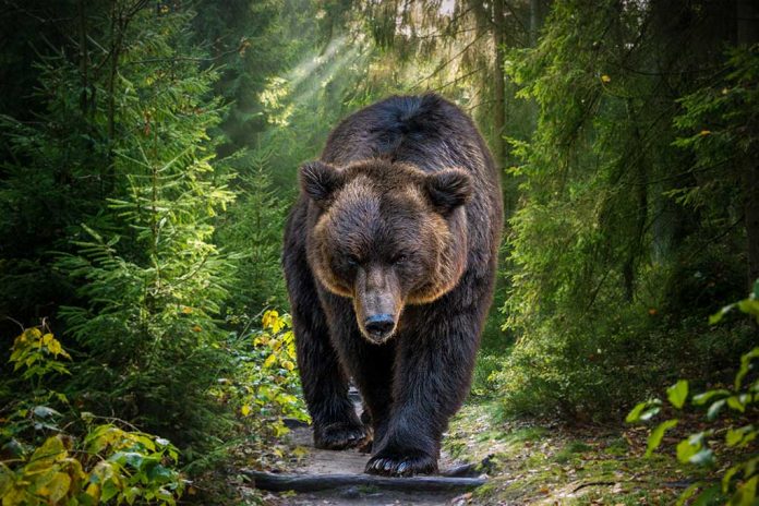 Country Singer Finds Bear in Garage