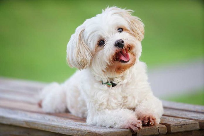 Dog Found One Year Later on Facebook