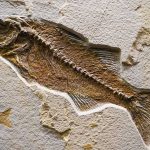 Amphibious Whale Fossil Discovered in the Middle of Desert