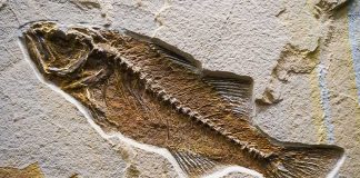 Amphibious Whale Fossil Discovered in the Middle of Desert