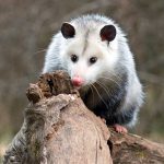 Police Release Search Warrant for Rehabbed Opossum