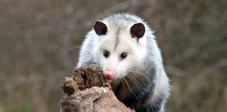 Police Release Search Warrant for Rehabbed Opossum