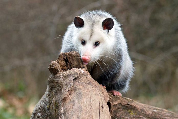 Police Release Search Warrant for Rehabbed Opossum