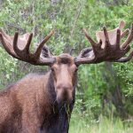 Moose Crashes Through Classroom Window