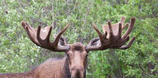 Moose Crashes Through Classroom Window