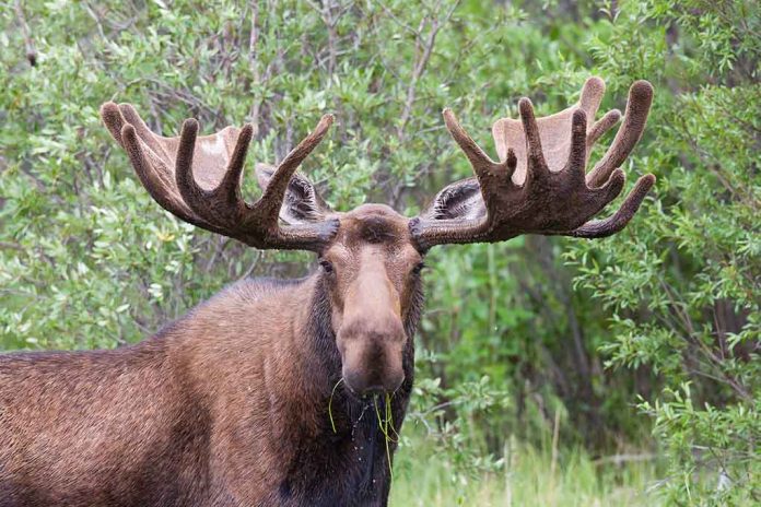 Moose Crashes Through Classroom Window