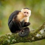 CDC Explicitly Warns Gay, Bisexual Individuals About Monkeypox Threat